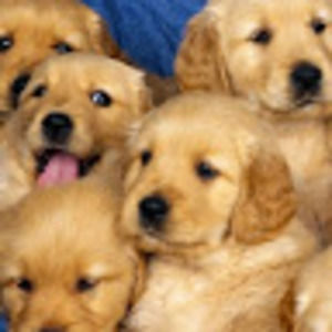 Meet your Posher, Diy